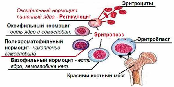 Ретикулоциты как обозначаются в анализе крови