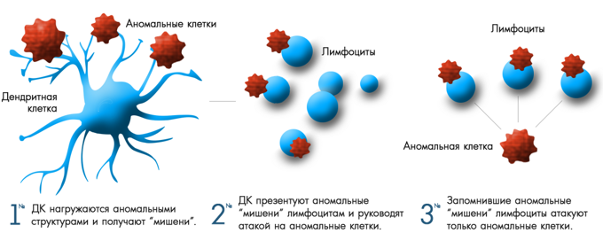 Как называются клетки способные вырабатывать антитела