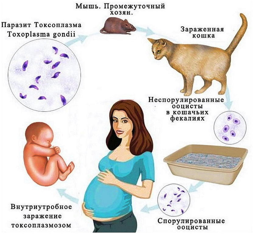 Как сдавать кровь на токсоплазмоз