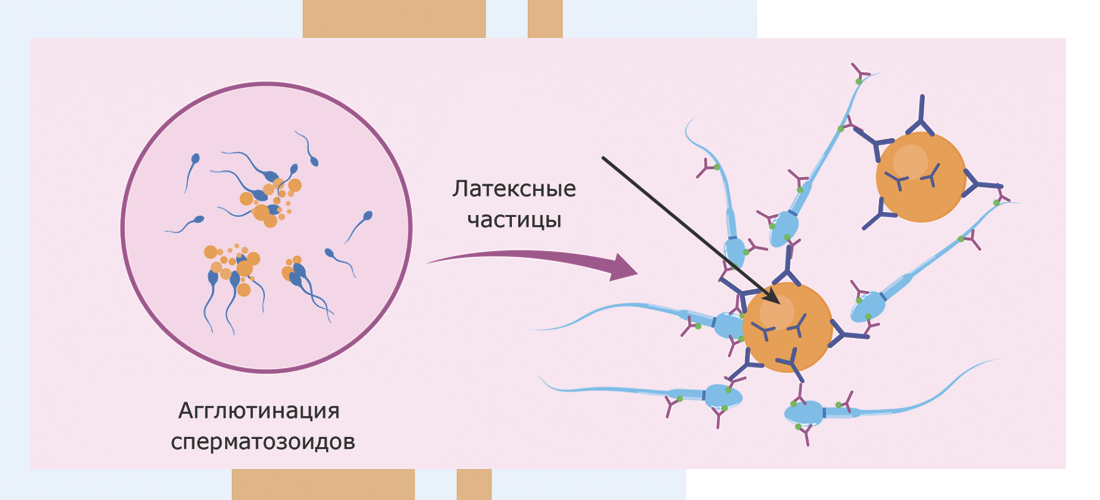 Кровь на совместимость супругов