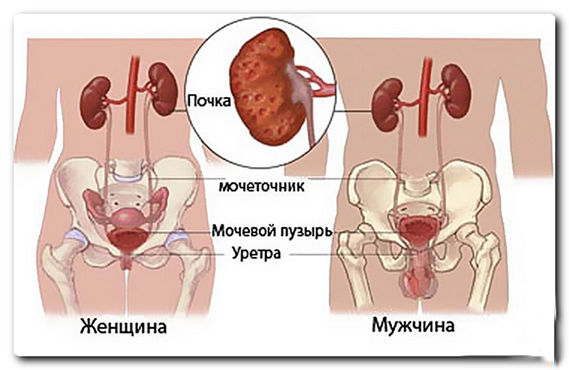 Можно ли есть перед узи почек и мочевого пузыря