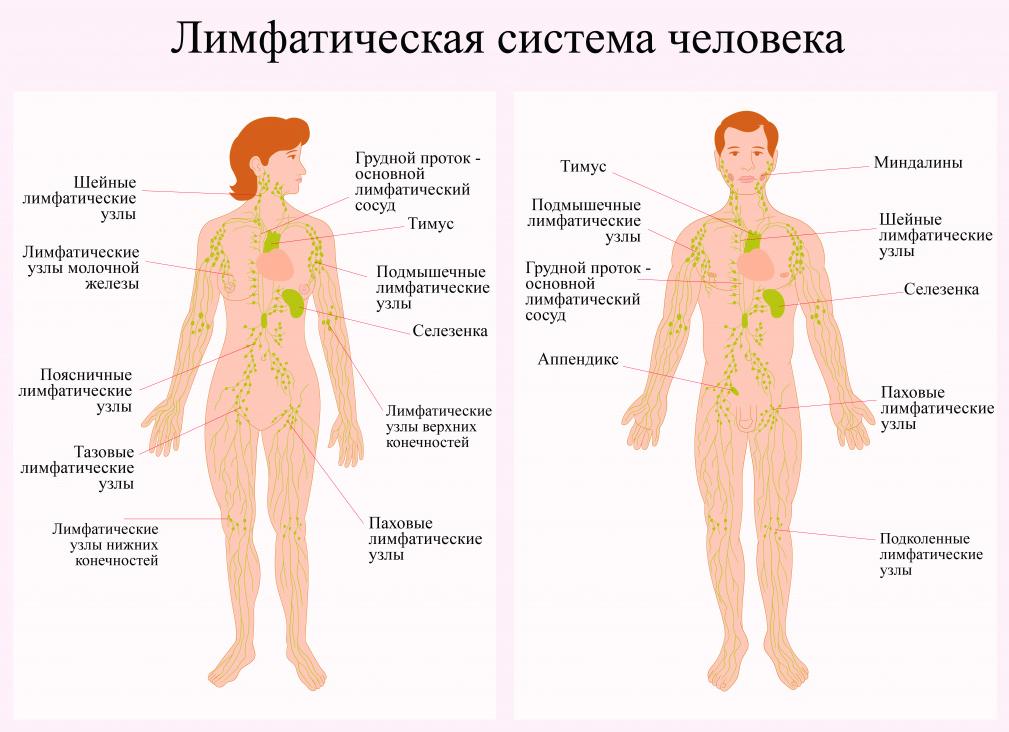 Лимфолейкоз это что