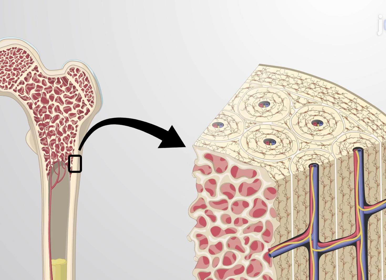 Кость соединительная ткань