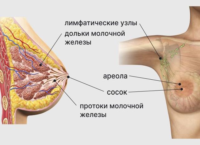 Что такое маммография молочных желез