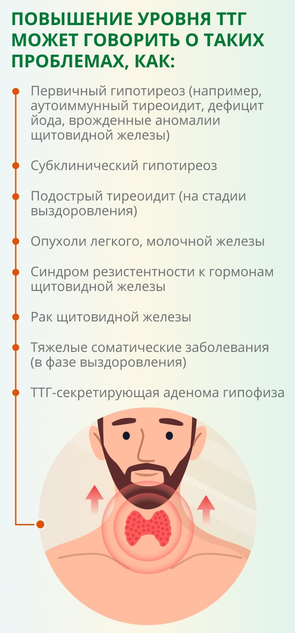 Гормон ттг за что отвечает у женщин