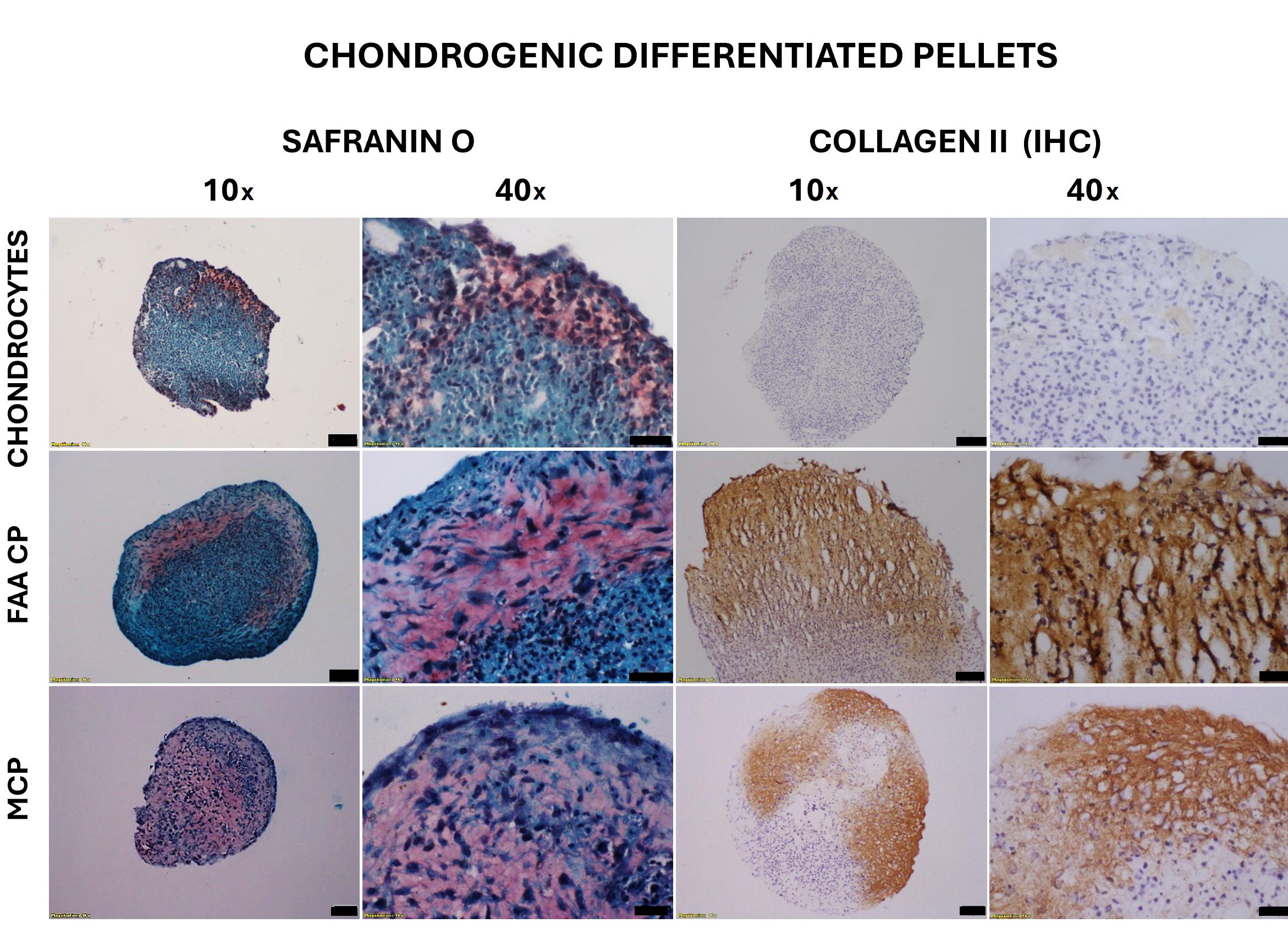 Мкм в биологии расшифровка