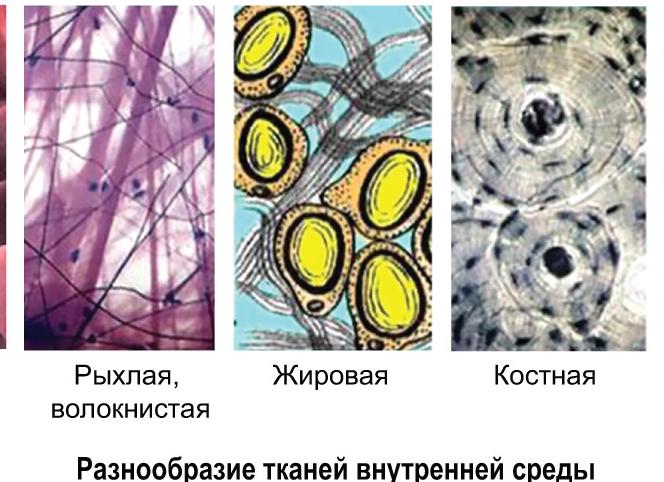 К какой ткани относится костная ткань