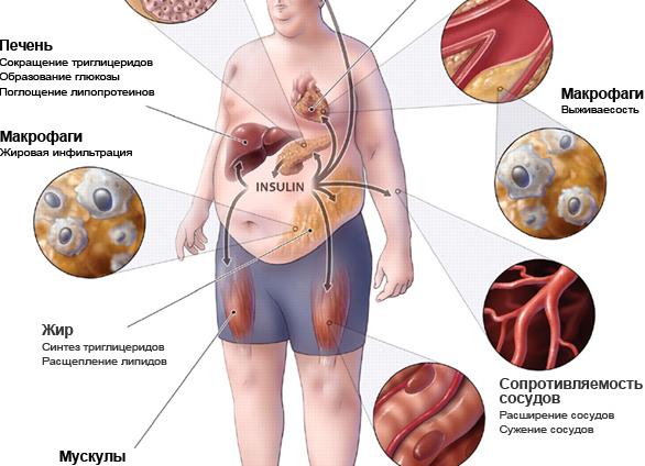 Гепатит с что это за болезнь Гепатит с что это за болезнь