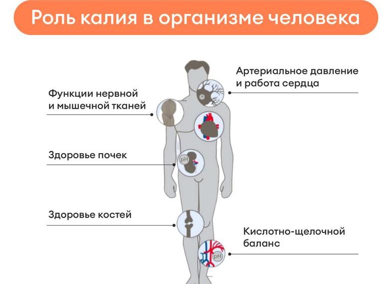 Если в организме не хватает калия