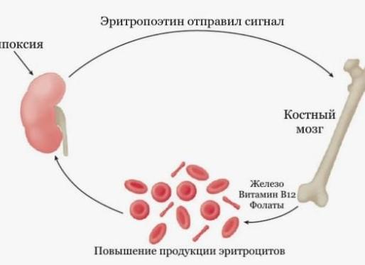 Эритропоэтин анализ крови что показывает