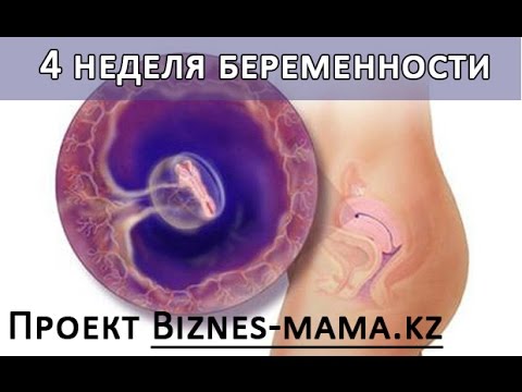 Как в 4 недели выглядит зародыш
