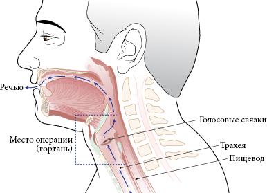 Как обследовать горло и гортань