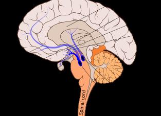 Где вырабатывается дофамин