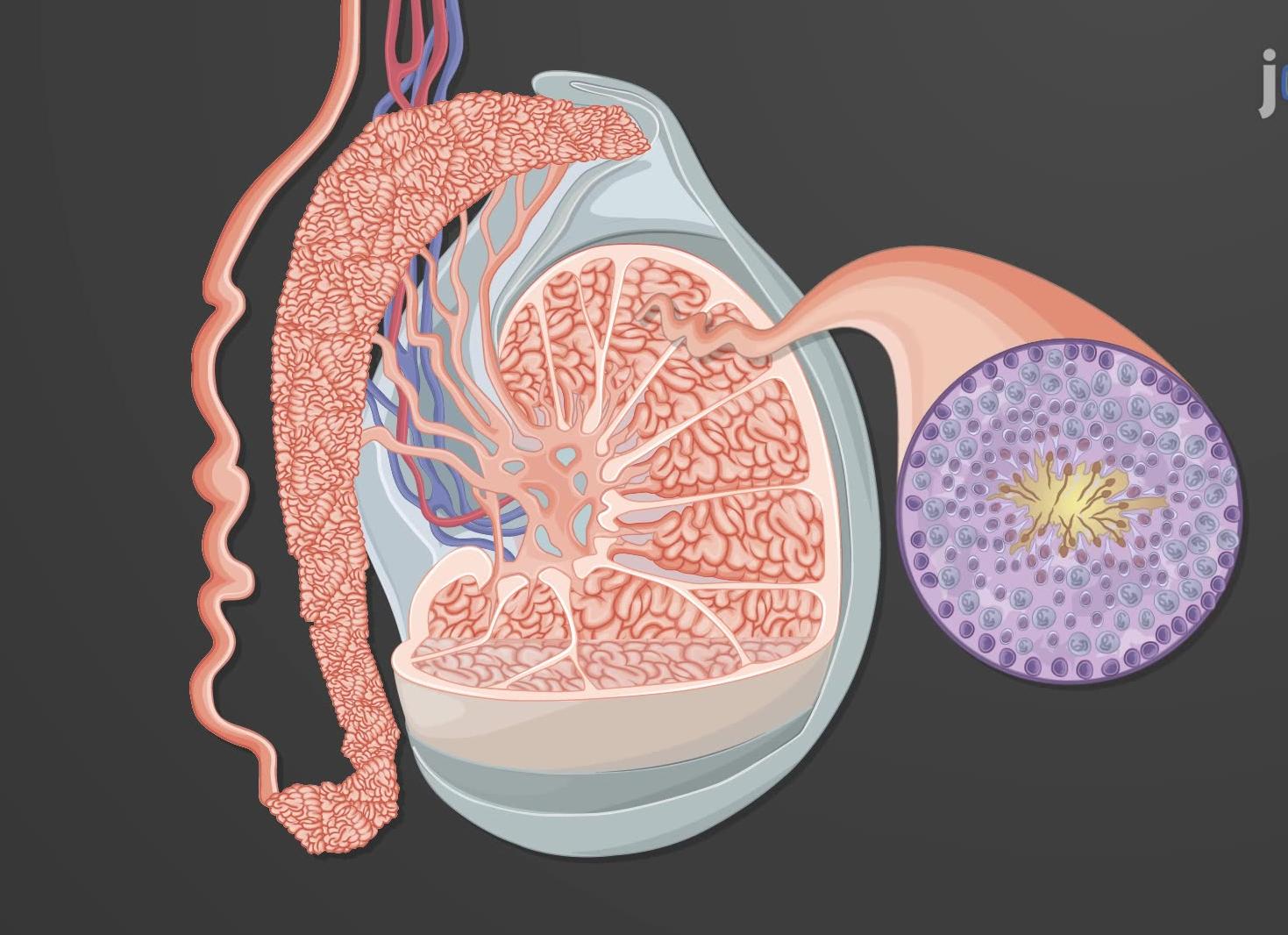 Что такое гистология по женски
