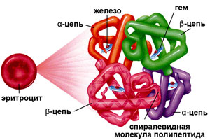 Гемоглобин в эритроцитах