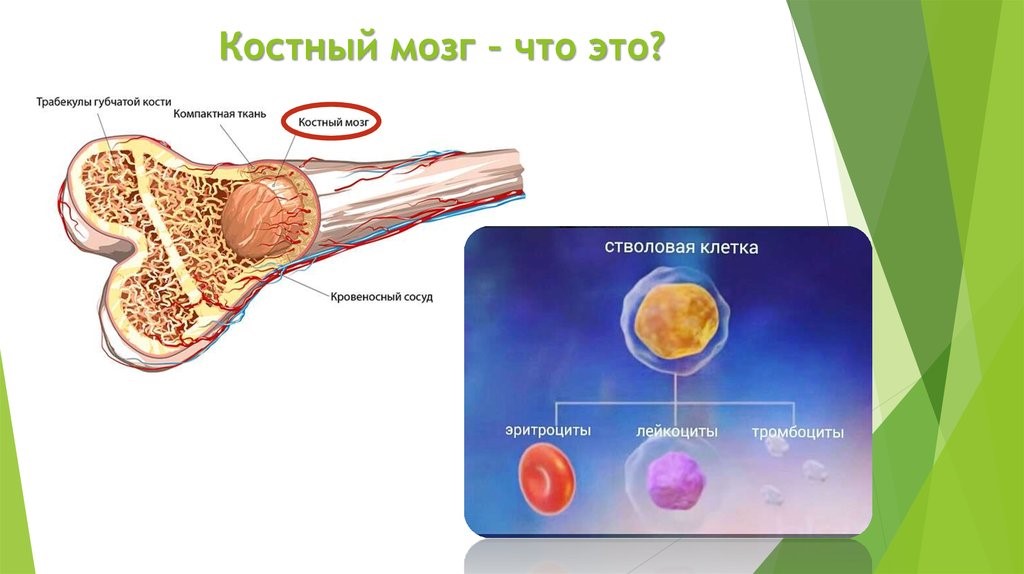 Какие клетки крови образуют антитела