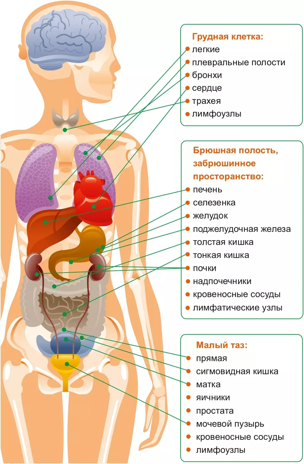 Малый таз у женщин