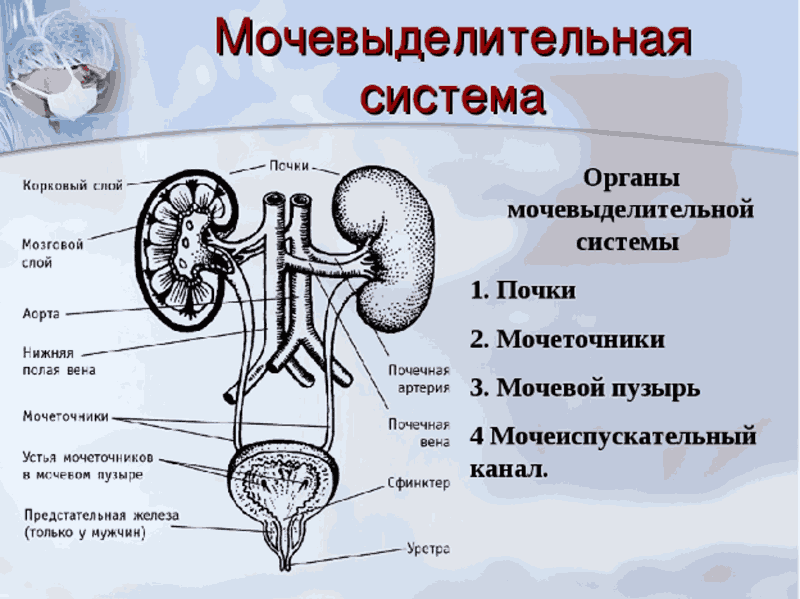 Мочевыделительная система человека