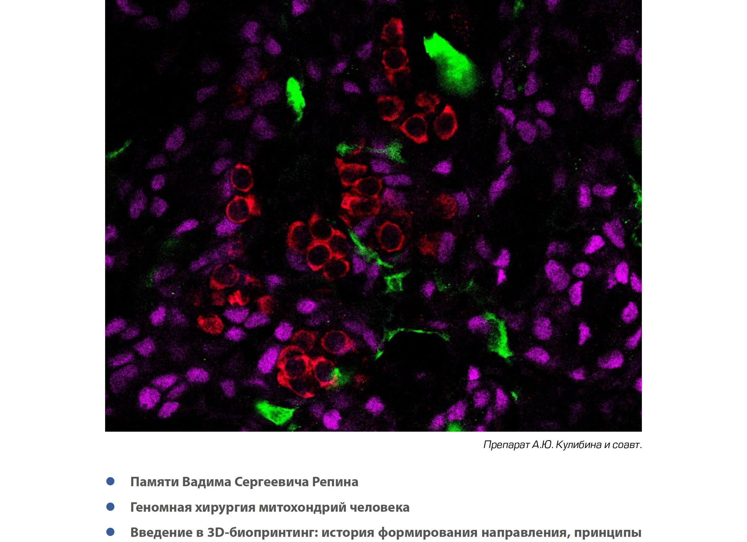 Молодые клетки создающие костную ткань это