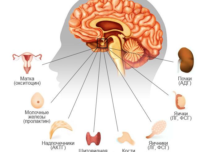 Гипофиз какие гормоны вырабатывает