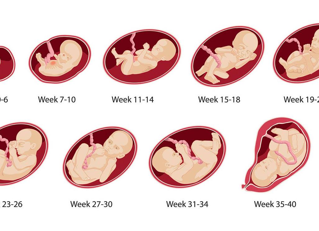 Две недели после зачатия