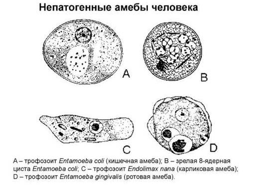 Цисты кишечной амебы