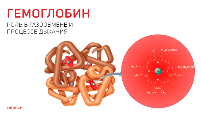 Гемоглобин выполняет функцию