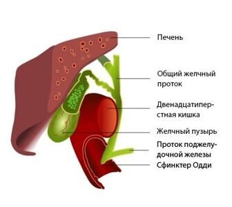 Гепатобилиарная система это