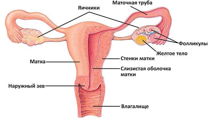 Гинекологические заболевания у женщин выделения