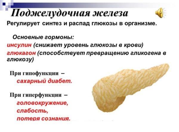 Гормоны поджелудочной железы регулируют