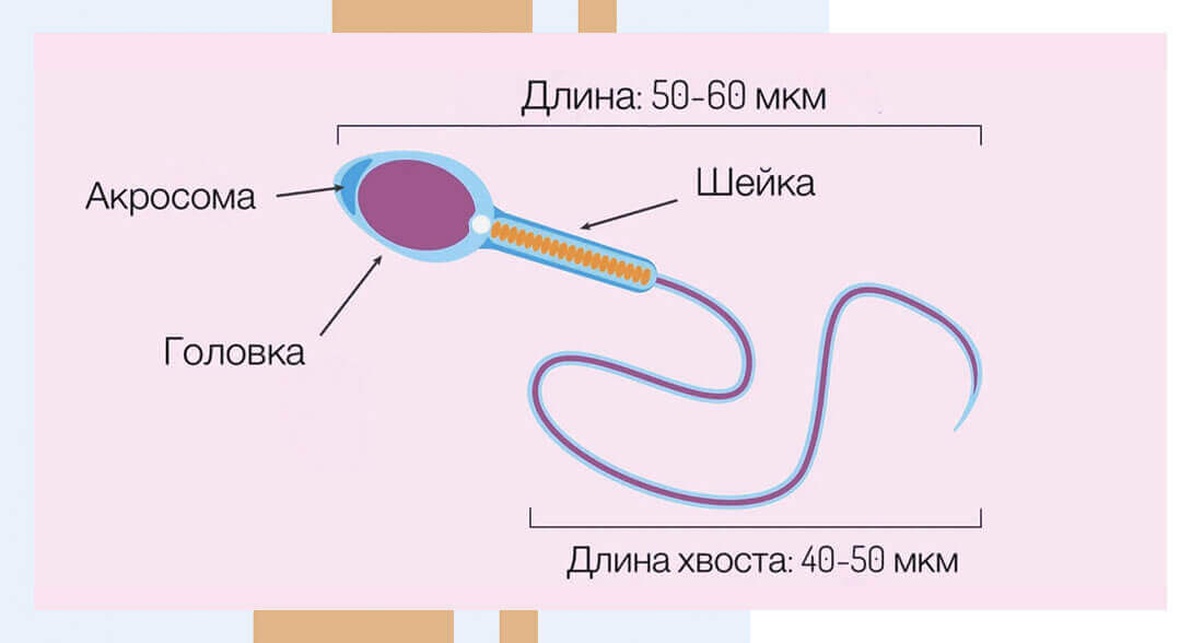 Как самостоятельно расшифровать спермограмму