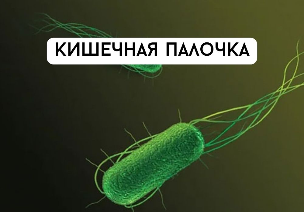 Какие заболевания у человека вызывают бактерии