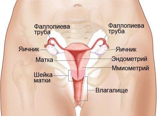 Матка женские органы