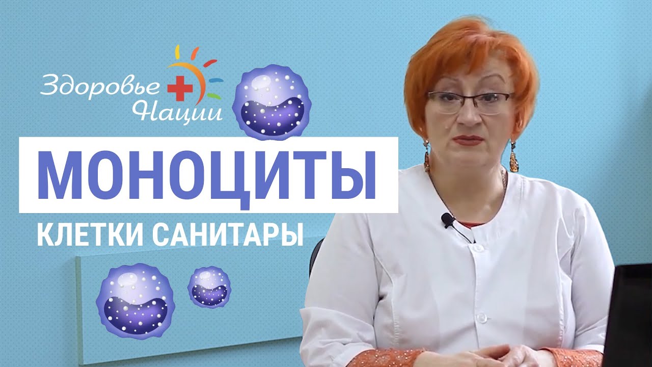 Моноциты повышены у взрослого о чем это говорит