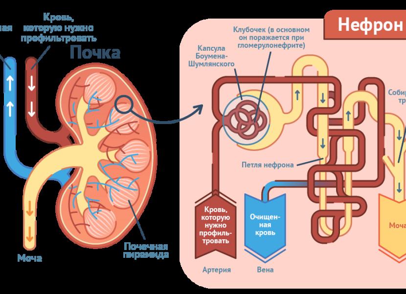 Моча пахнет рыбой у мужчин