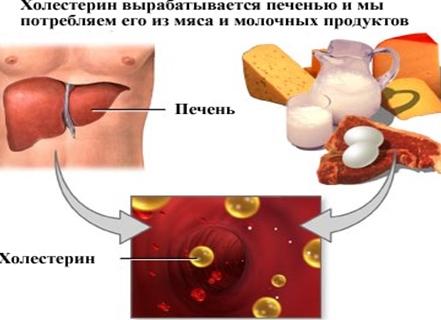 Холестерин за что отвечает