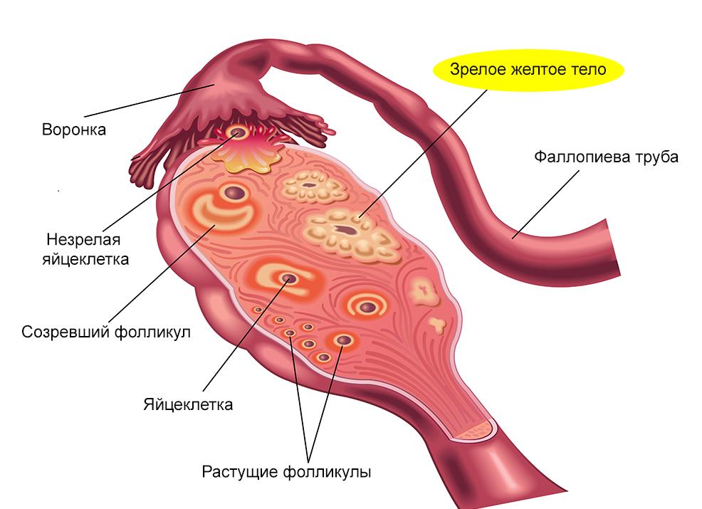 Гормон выделяемый желтым телом после овуляции