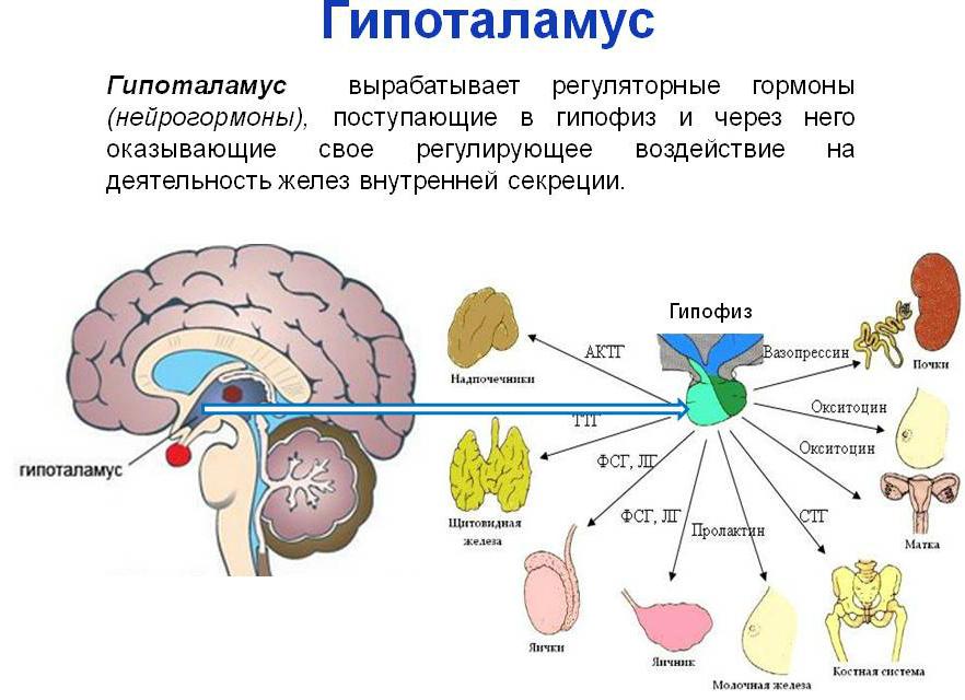 Гипоталамус какие гормоны вырабатывает
