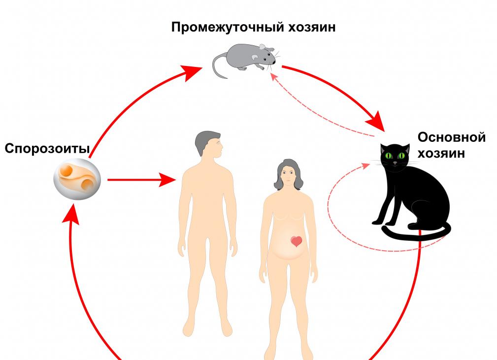 Что такое токсоплазмоз