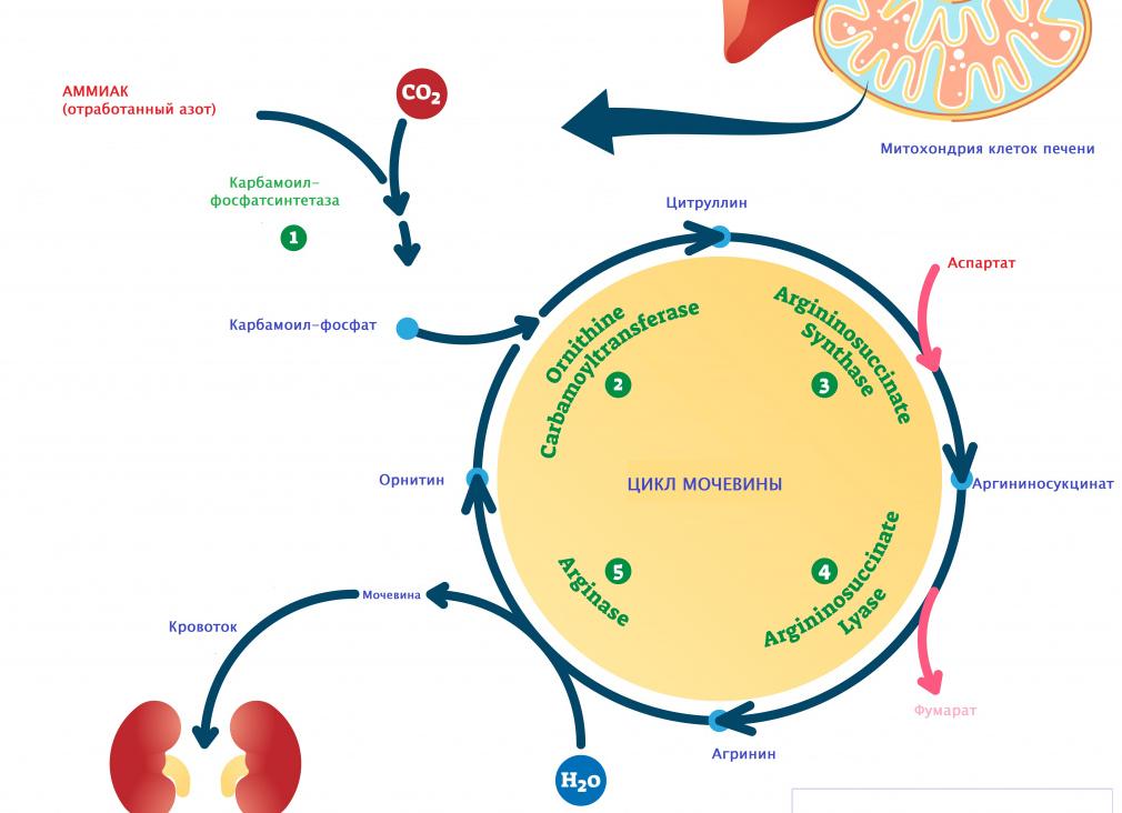 Анализ креатинин и мочевина крови