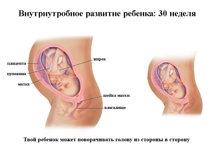 Как лежит ребенок в животе на 30 неделе