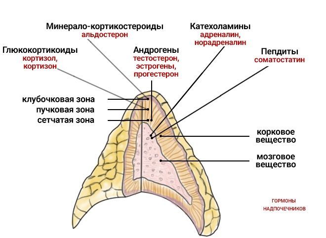 Какие гормоны секретируют надпочечники