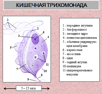 Кишечная трихомонада строение