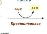 Креатинкиназа что это