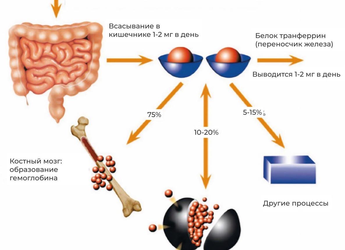 Как понизить сывороточное железо в крови