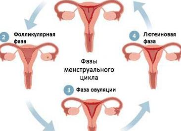 Фолликулостимулирующий гормон это