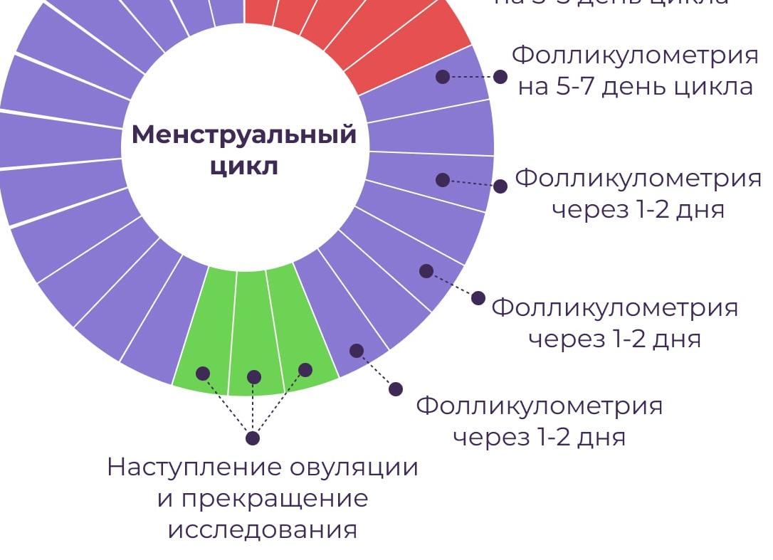 Доминантный фолликул на какой день цикла появляется