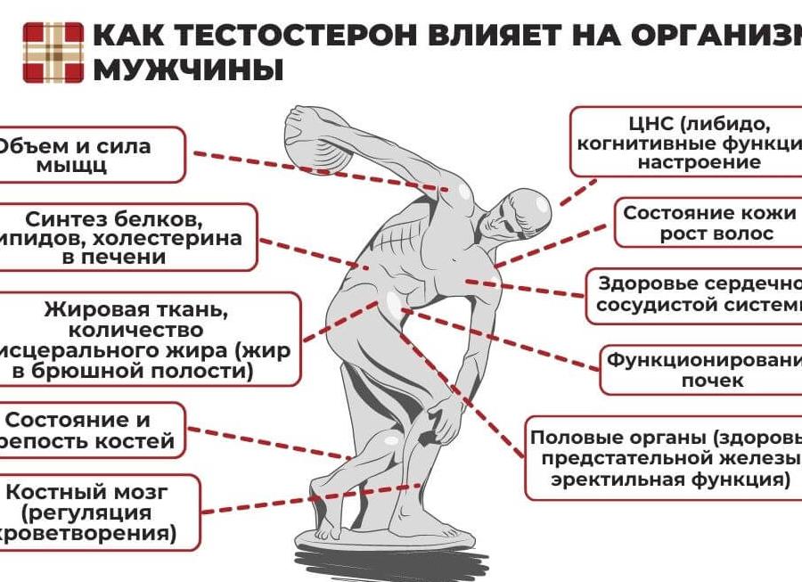 Чем повысить тестостерон в организме мужчины