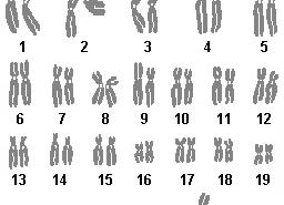 Анализ на кариотип подготовка к сдаче Анализ на кариотип подготовка к сдаче