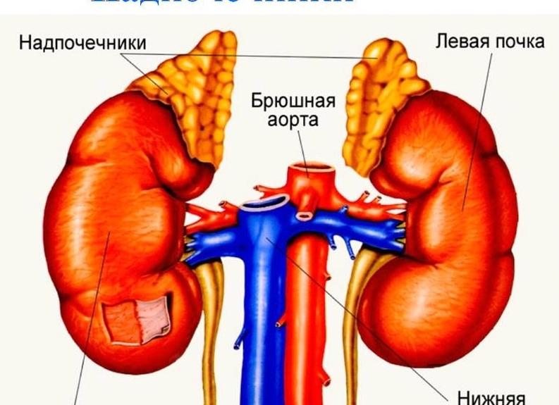 Анализ мочи на гормоны надпочечников Анализ мочи на гормоны надпочечников